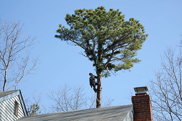 Best Weed Control  in Gulfport, MS